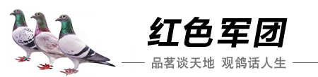 朱军信鸽