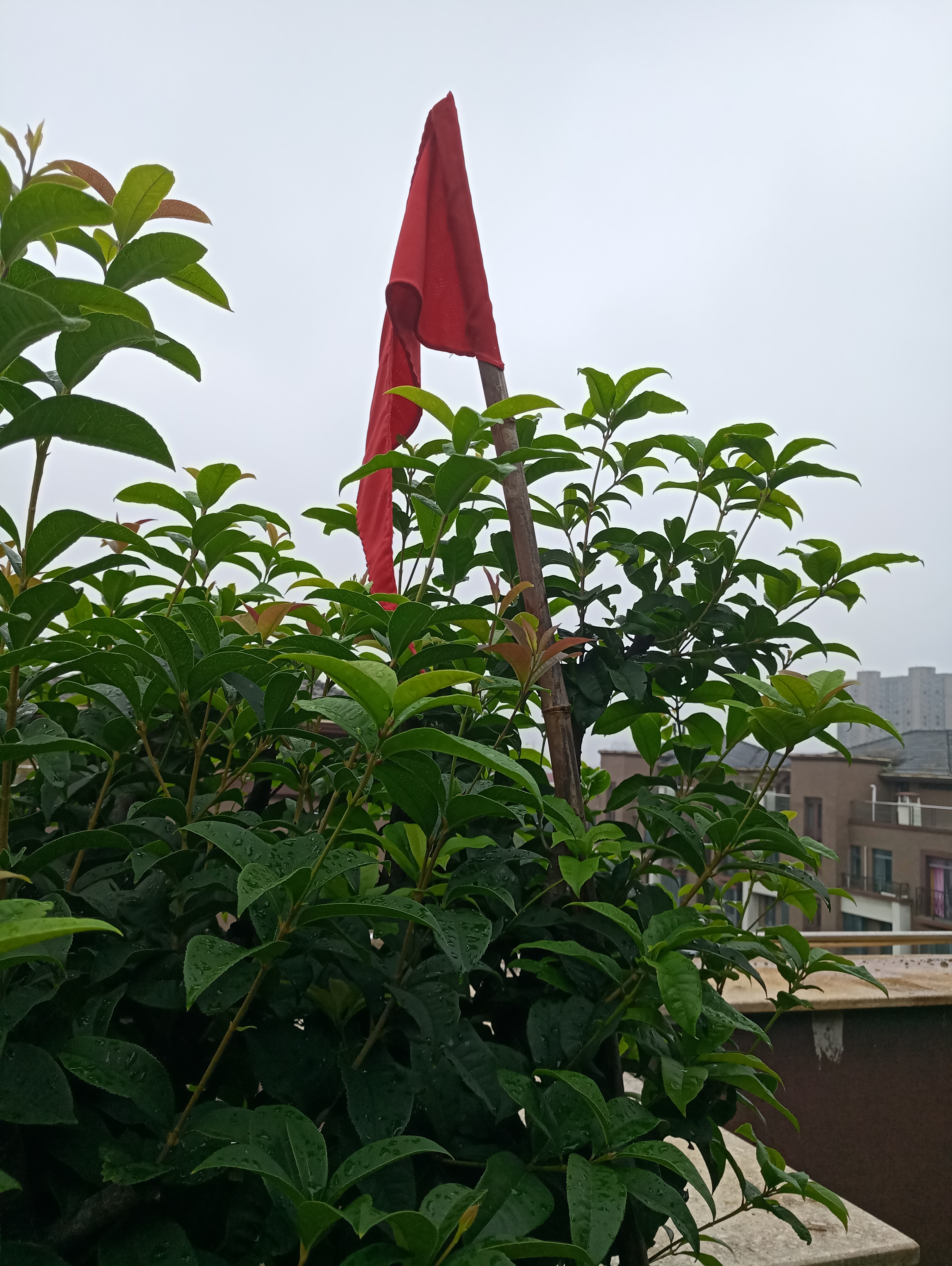 小红旗用起来.......